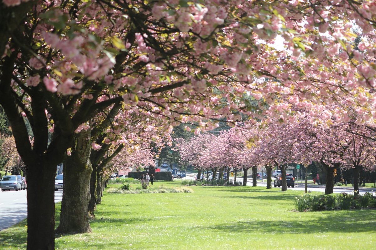 Cherry blossoms lining a North Vancouver boulevard in spring
