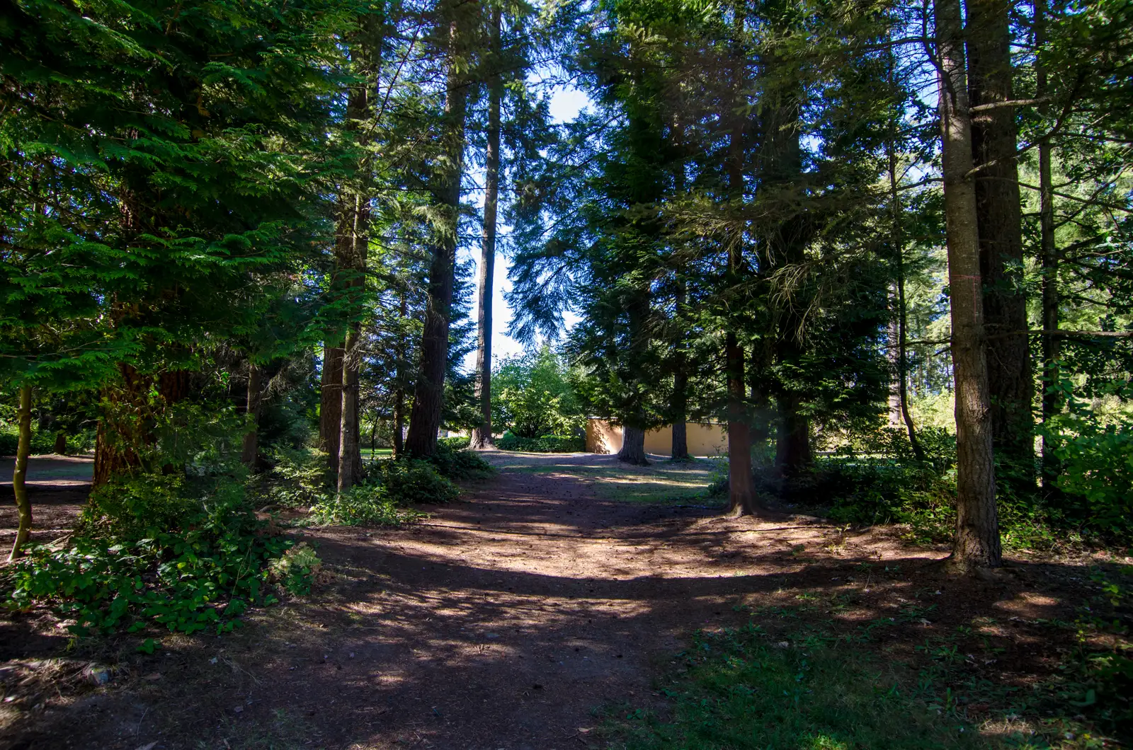 Forest trail through tall evergreen trees in Central Park, Burnaby